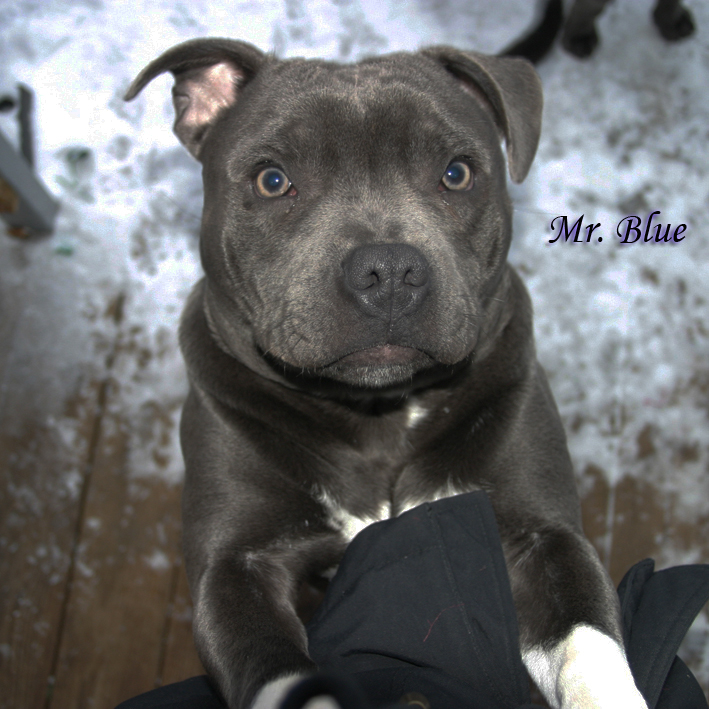 mr Blue