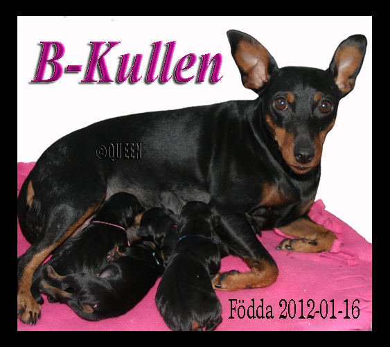 Bkullen