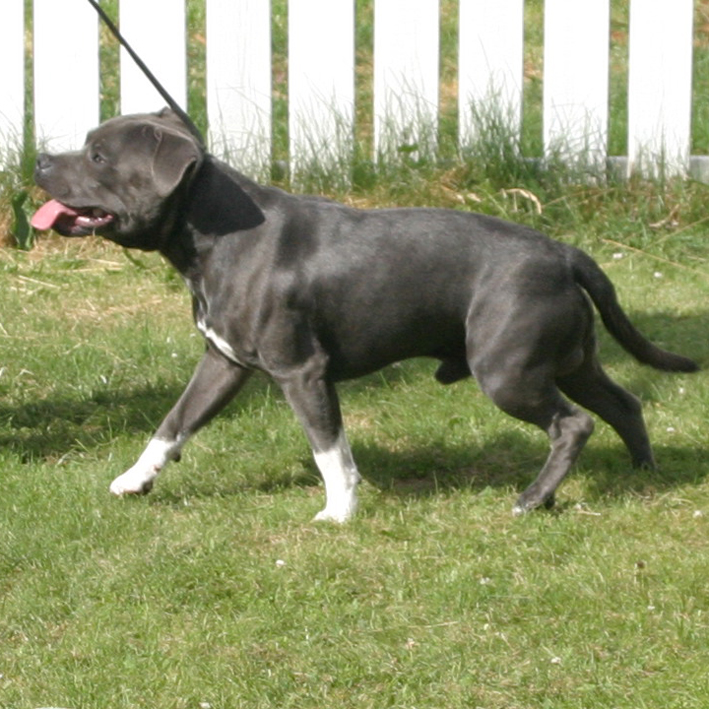 mr Blue