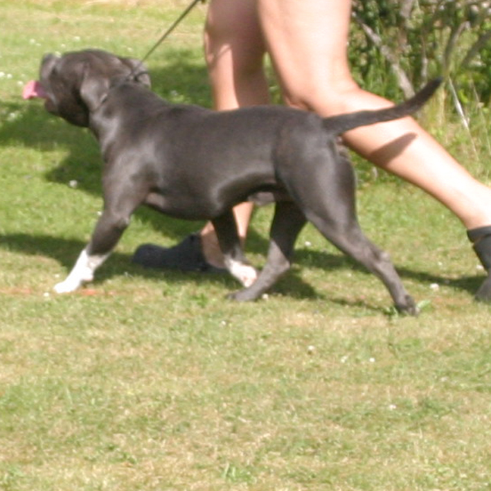 mr Blue