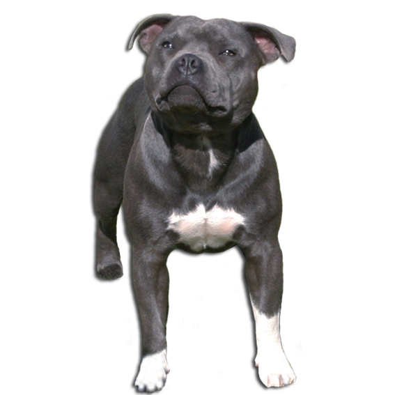 About the staffordshire bullterrier